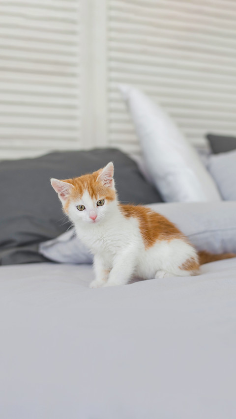 Cute kitten in cozy home interior screenshot