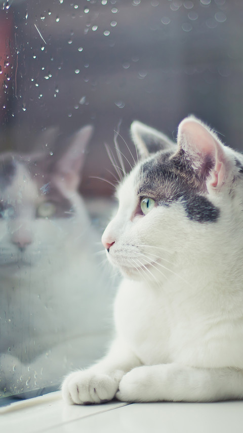 窗台上的猫咪 screenshot