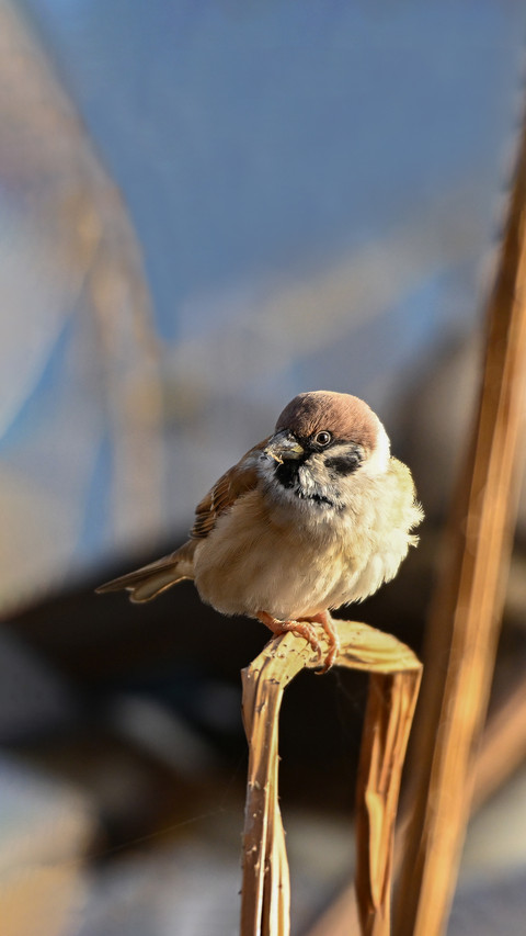 Why do birds keep thriving screenshot