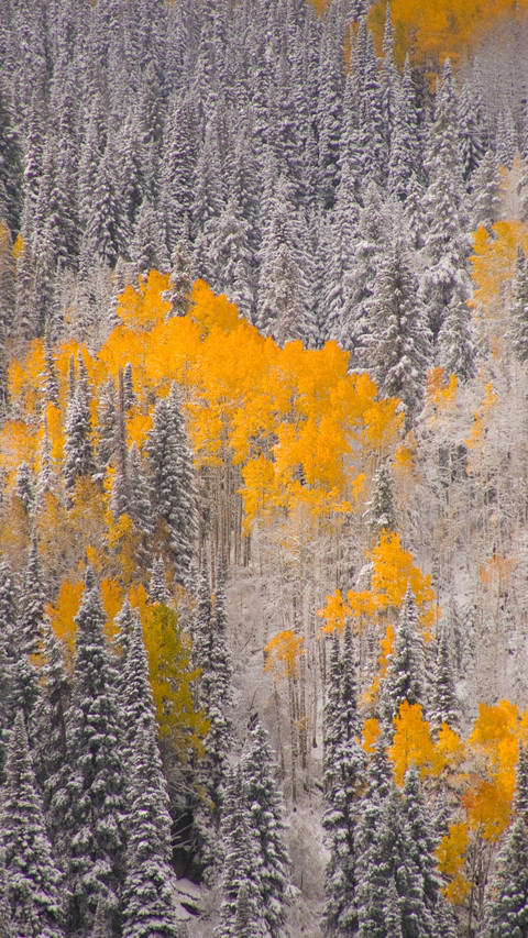 The warm autumn sun dyes the maple forest screenshot