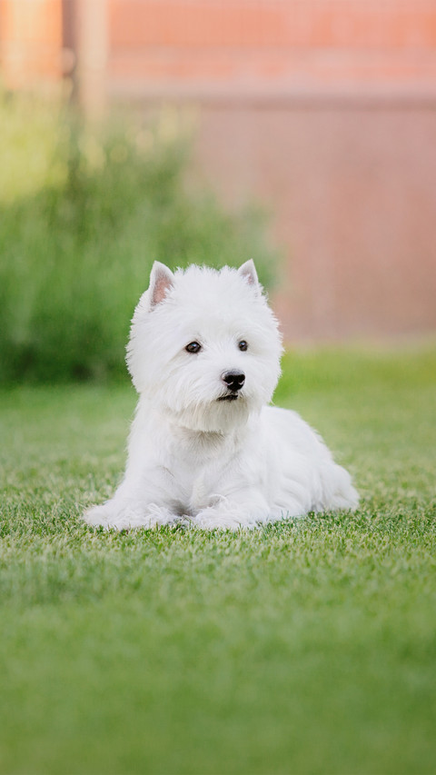 West Highland White Terrier Dog Lying on the Grass screenshot