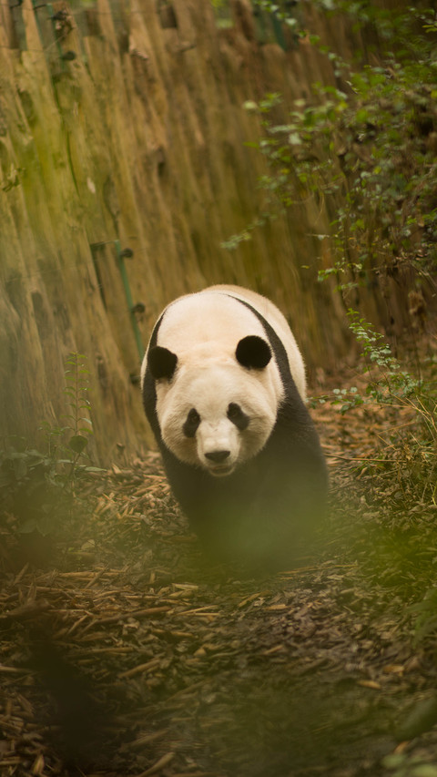 international_animal (3) screenshot
