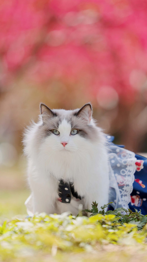 Taboos for keeping puppet cats screenshot