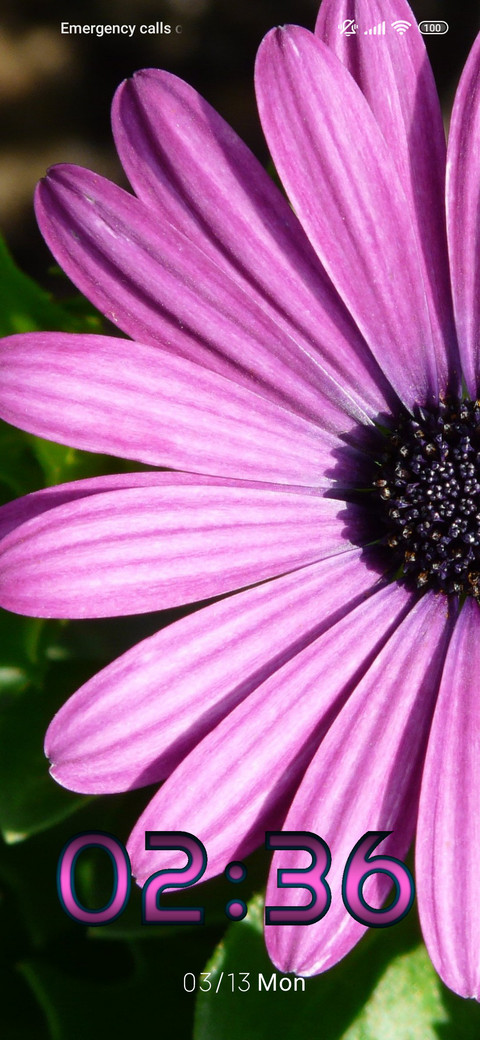 daisy purple screenshot