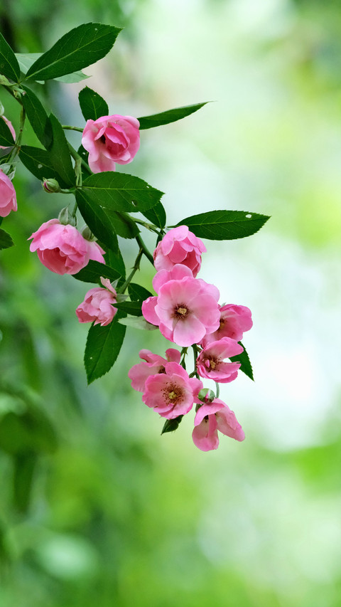 The spring citys roses are blooming in full bloom screenshot