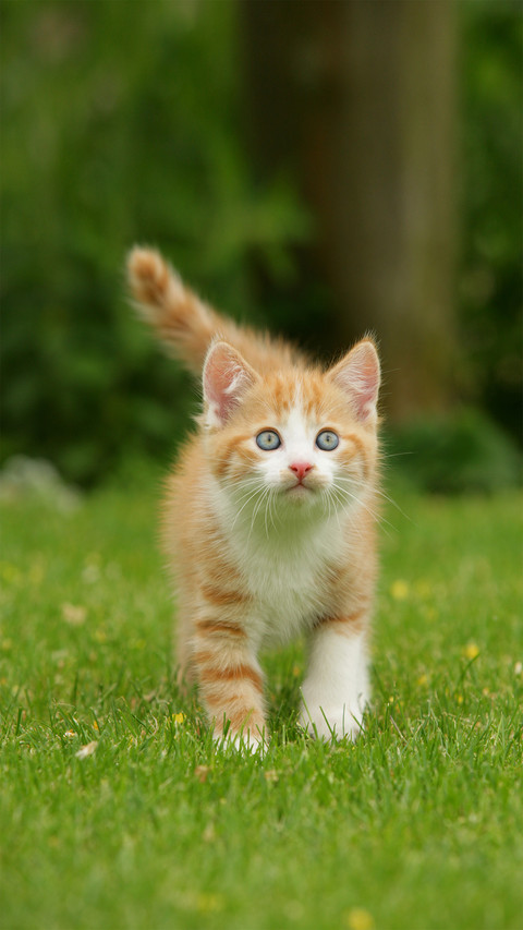 An Orange Cat Walking on The Grass screenshot