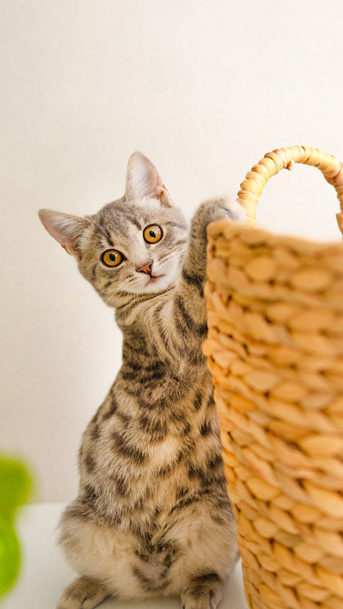 Fluffy gray kitten playing with a wicker basket at home screenshot