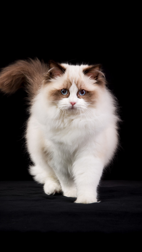 Puppet cats also fear pain 3 screenshot