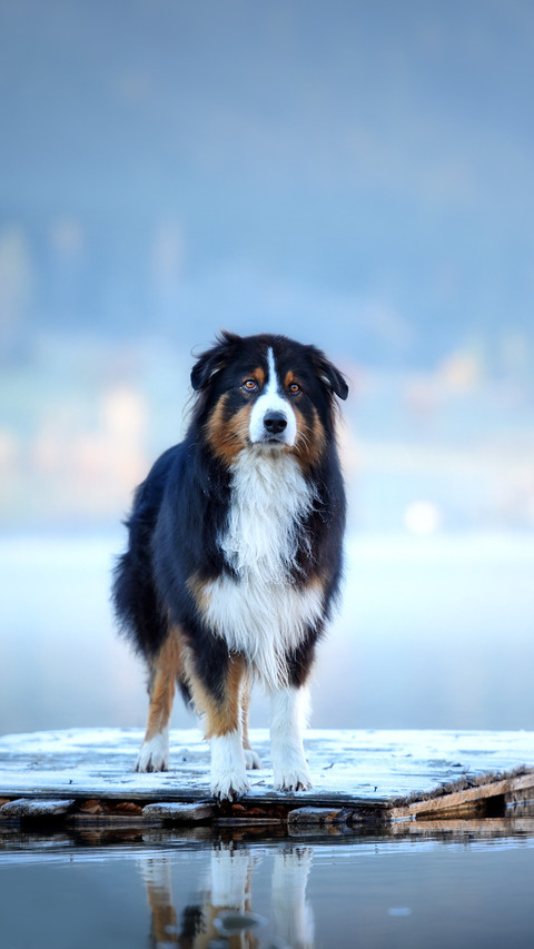 Dog on a raft at the lake screenshot