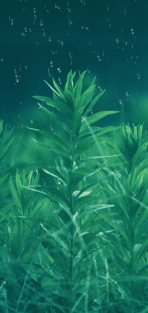 绿氧 screenshot