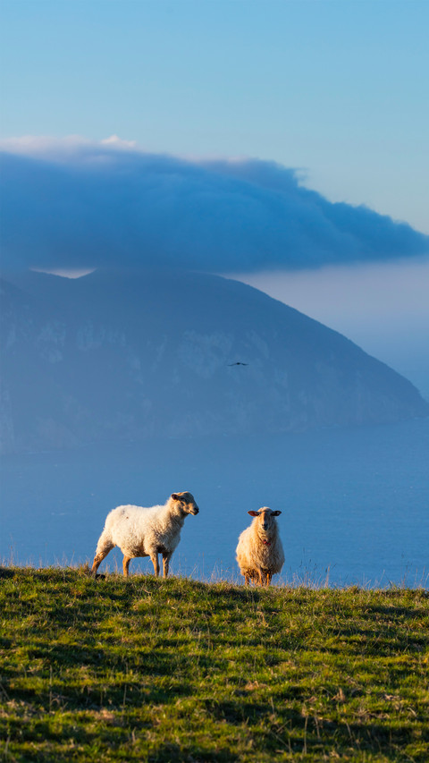 Sheeps and Mount Buciero in the background in Liendo Valley screenshot