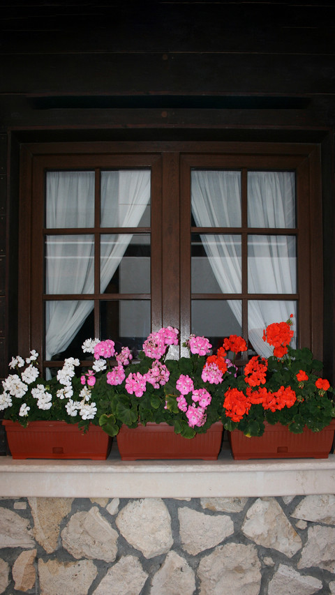 The flowers on the windowsill screenshot