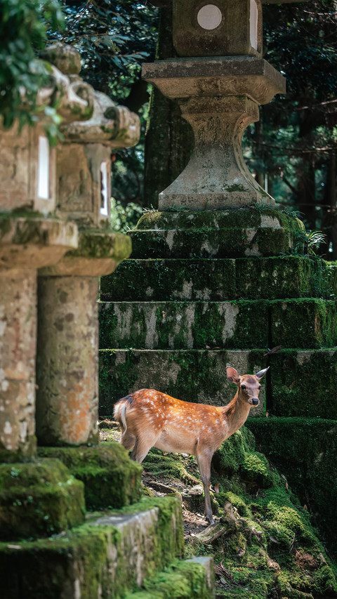 The deer on ruocao mountain screenshot