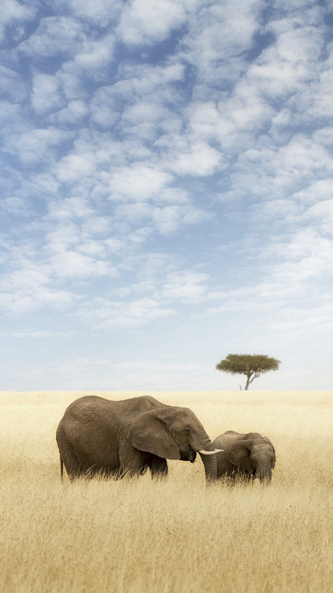 Elephants on Grassland screenshot