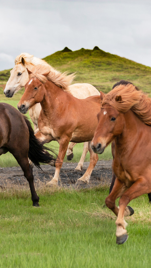 A wild herd of horses running on the island screenshot