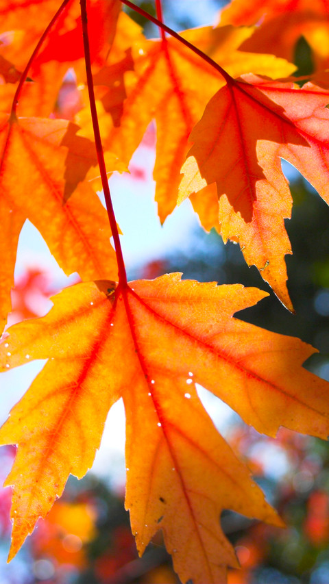 Autumn style screenshot