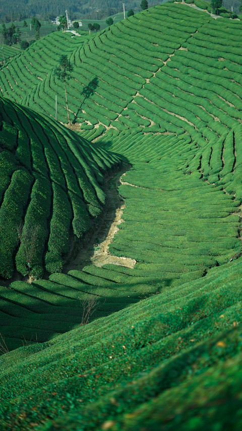 Green ecology at the tea garden level screenshot