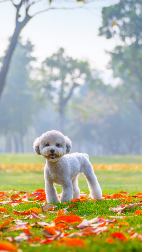 Poodles play in the park screenshot