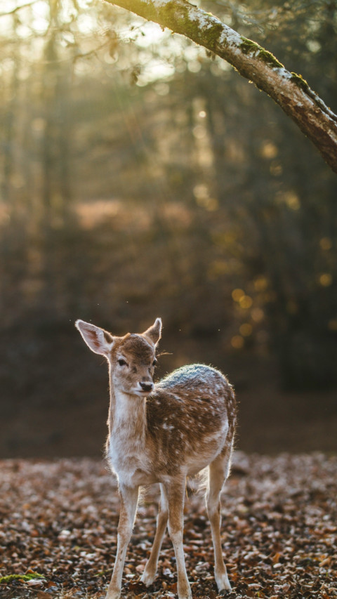 Deer (4) screenshot