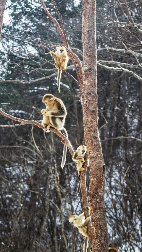 Will monkeys evolve again today screenshot
