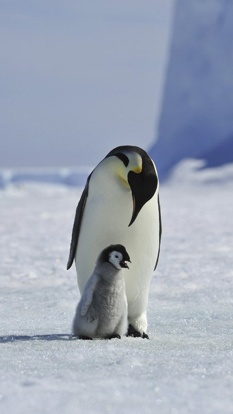 Baby Penguin with Parent screenshot