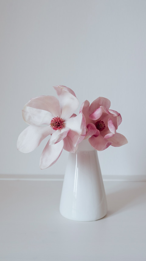 Beautiful fresh pastel pink magnolia flower in vase screenshot