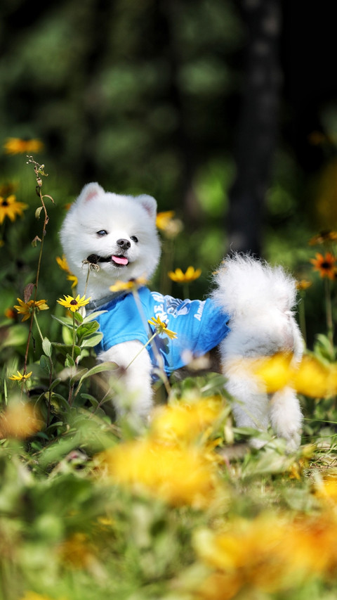 animal7 screenshot