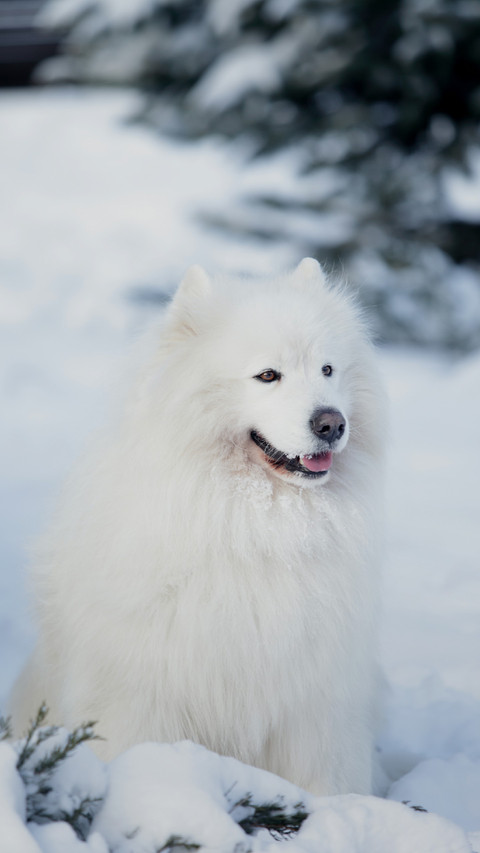 A Dog is Lying in The Snow screenshot
