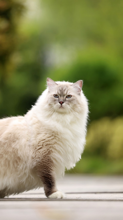 Cats dislike your actions 2 screenshot