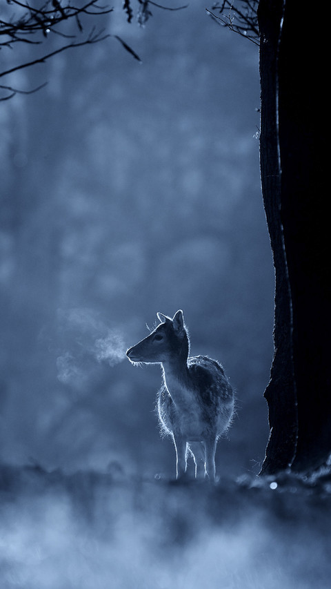 Deer at Night in Cold Forest screenshot