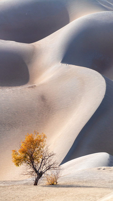 Deserts are not places where life is extinct 3 screenshot