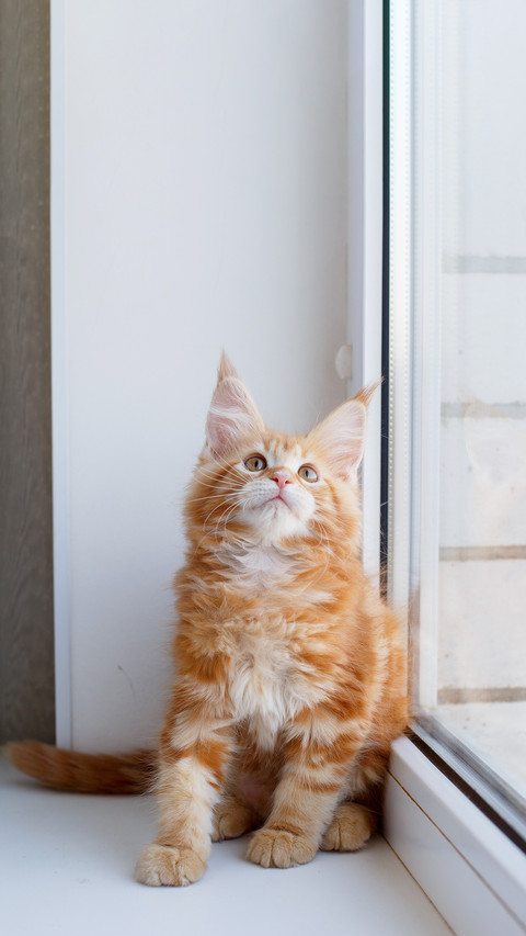 Red kitten Maine Coon sitting on the window of the house screenshot