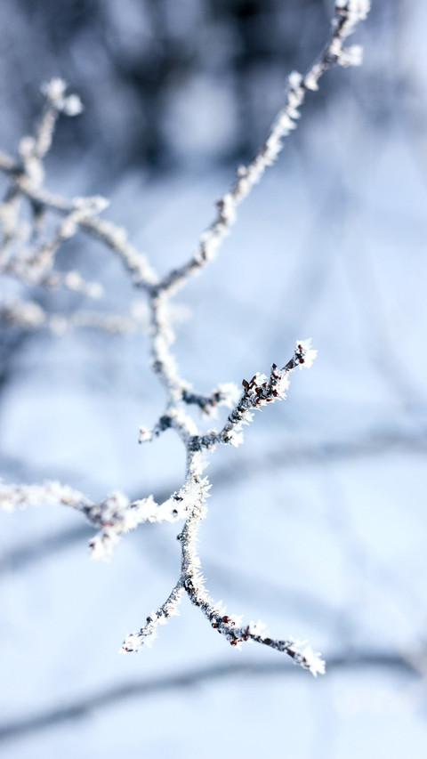Closeup macro tree's brunches with frozen snow screenshot