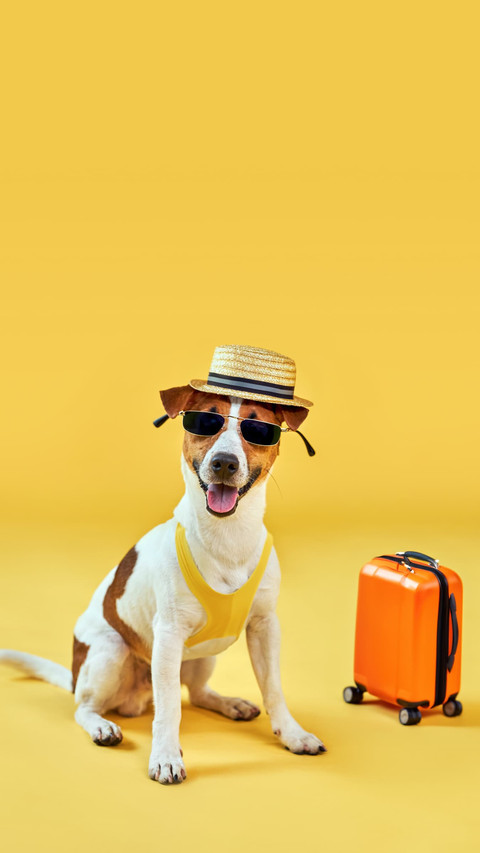 Jack Russell on the Go, Packed and Smiling screenshot