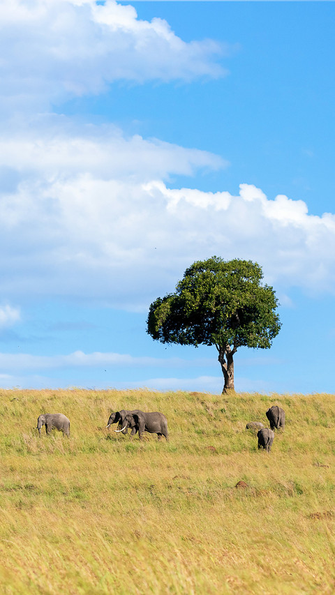 The Elephant is Walking on The Grassland screenshot