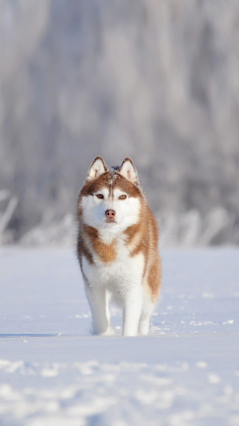 A Red Husky Dog Standing on The Snow screenshot