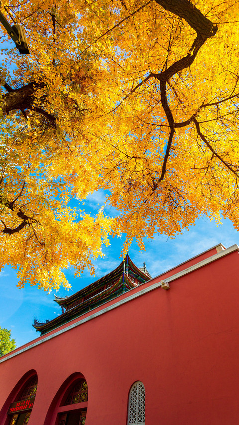 The best time for nanjing tourism screenshot
