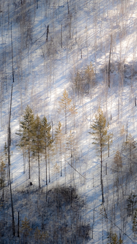 The forested snow-covered plains shine with brilliance screenshot