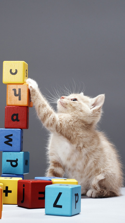 How to raise a cat without money 29 screenshot