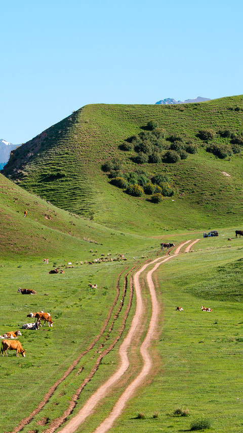 The cattle on the pasture screenshot