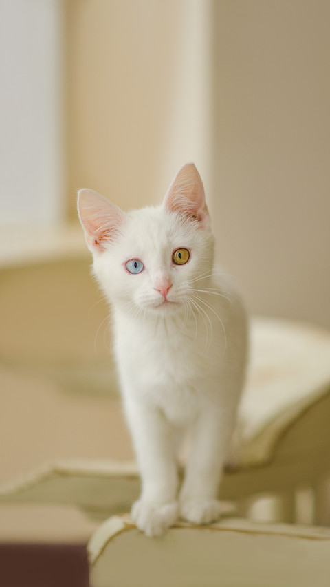 Cute adorable white heterochromic cat screenshot