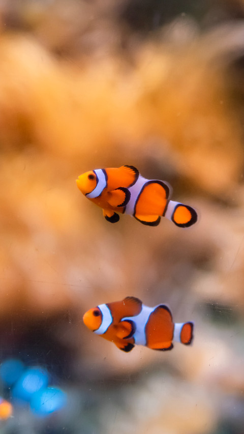Observation of the Spotfin Sea Fan Fish screenshot