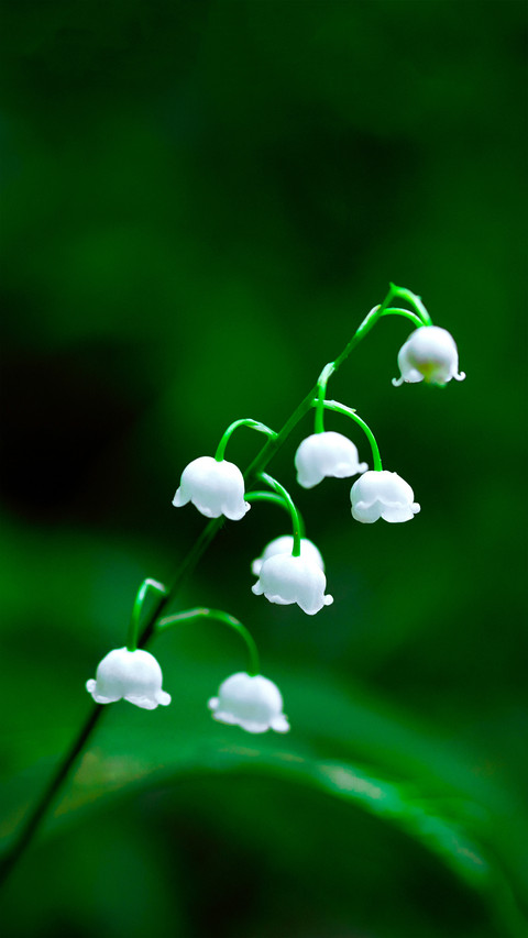 Fresh and natural wildflowers screenshot