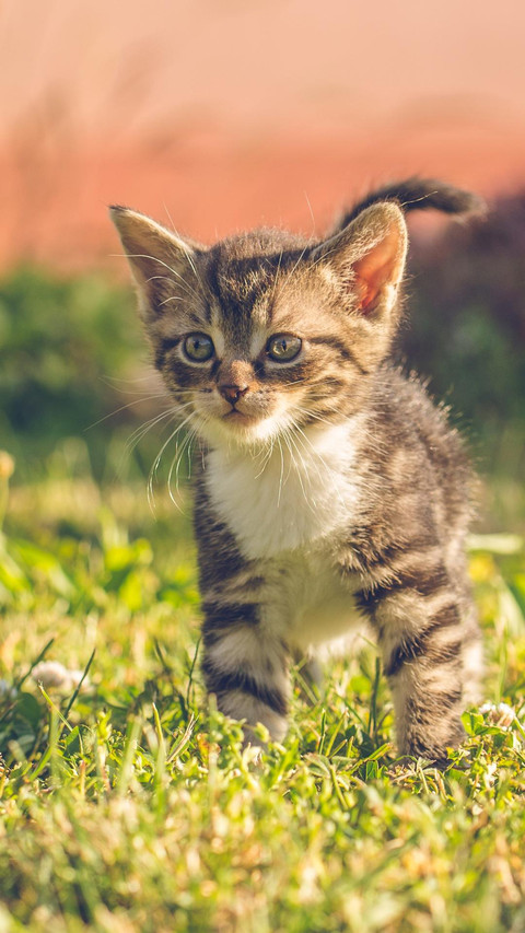 Pet cat69 screenshot