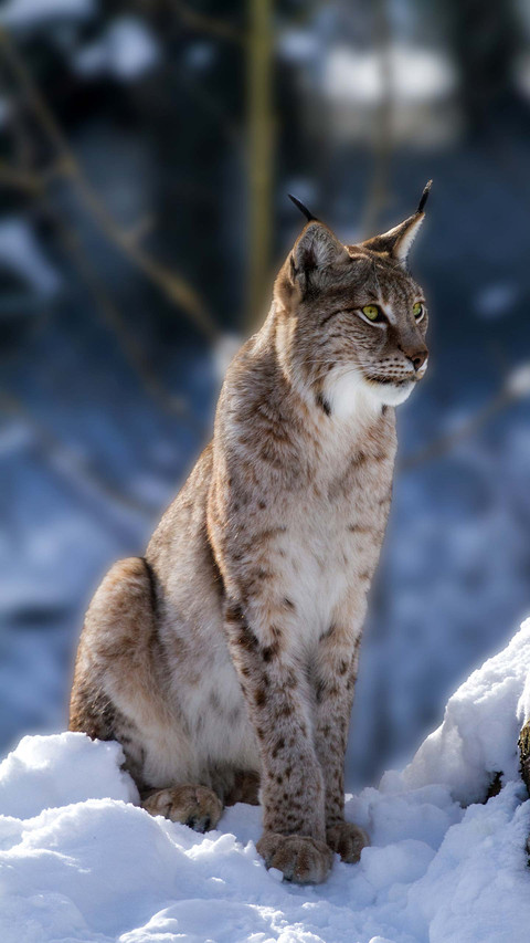Lynx is happiest in winter screenshot