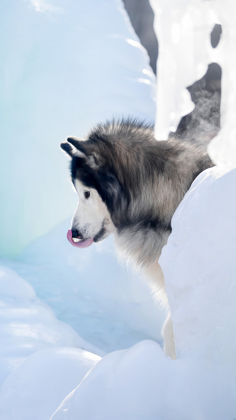 Dogs Stickiness Level 5 screenshot