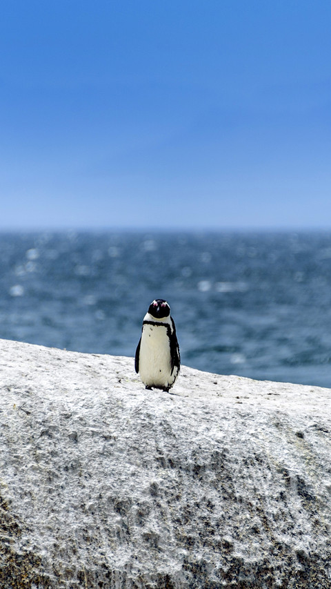 Penguin climbing down from a rock screenshot