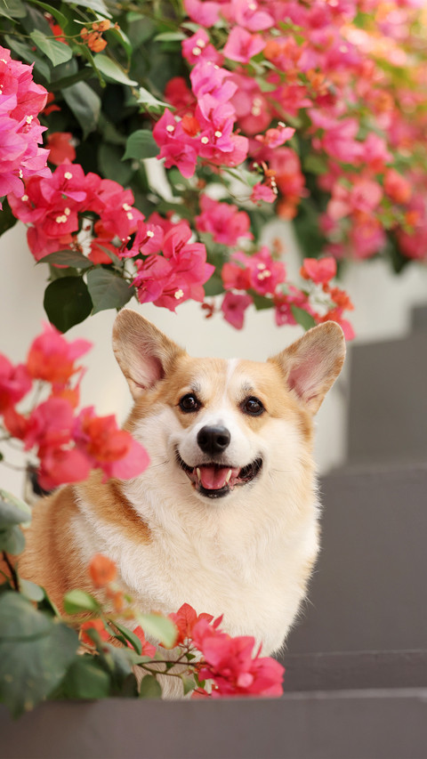 Corgis and red flowers screenshot