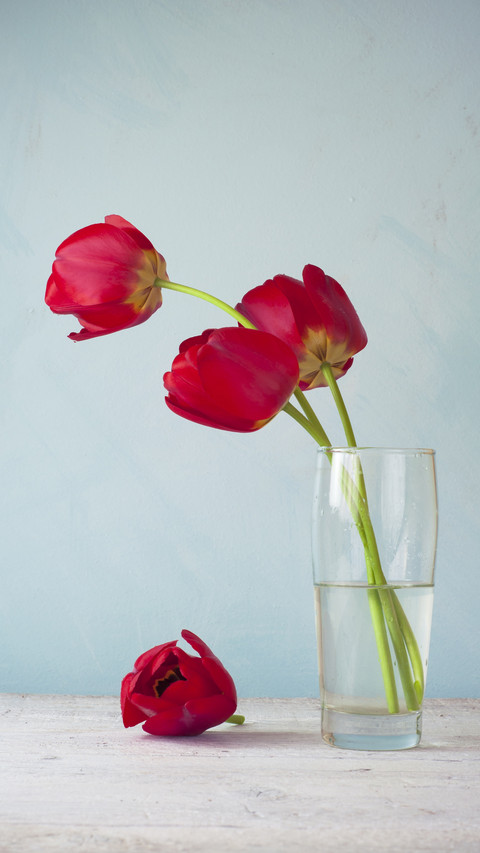 Suitable for raising flowers at home screenshot