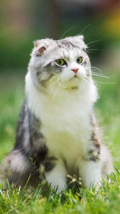 Pet cat70 screenshot